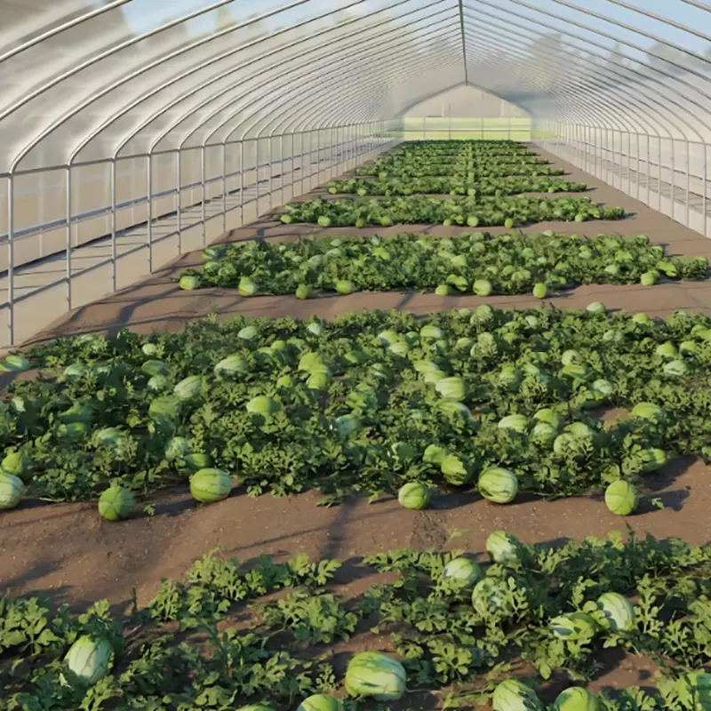 Single-Span Watermelon Seedling Greenhouse